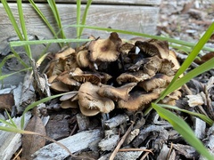Collybiopsis villosipes