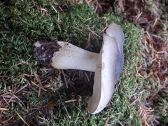 Melanoleuca strictipes