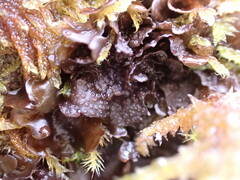 Scytinium polycarpum