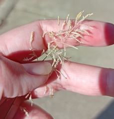Eragrostis