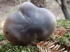 Melanoleuca strictipes