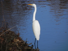 Ardea alba