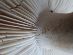 Melanoleuca strictipes