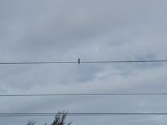 Todiramphus sanctus vagans