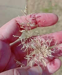 Eragrostis