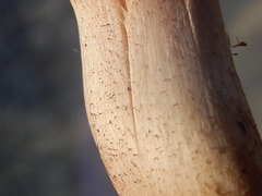 Melanoleuca strictipes