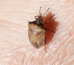Dendrocoris contaminatus
