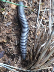 Ommatoiulus rutilans