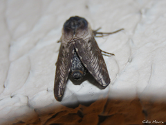Neogene dynaeus