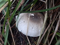Agaricus buckmacadooi