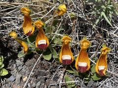 Calceolaria uniflora