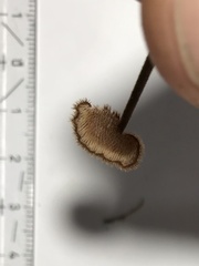 Auriscalpium vulgare