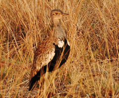 Eupodotis ruficrista