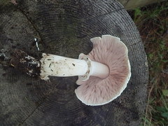 Agaricus buckmacadooi