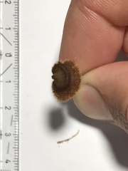 Auriscalpium vulgare