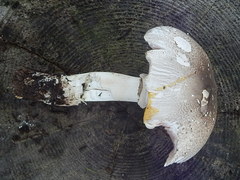 Agaricus buckmacadooi