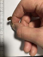 Auriscalpium vulgare