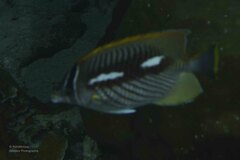Chaetodon trifascialis