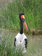 Ephippiorhynchus senegalensis