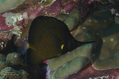 Forcipiger longirostris