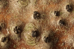 Quaternaria quaternata