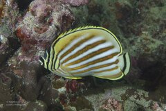 Chaetodon ornatissimus