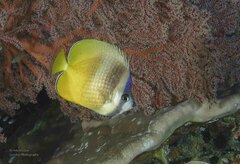 Chaetodon kleinii
