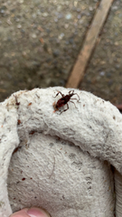 Leptoglossus occidentalis