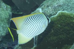 Chaetodon trifascialis