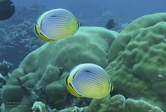 Chaetodon trifasciatus