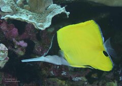 Forcipiger longirostris