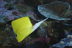 Forcipiger flavissimus