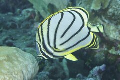 Chaetodon meyeri