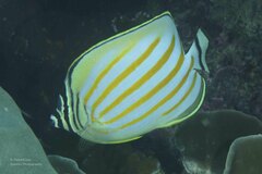 Chaetodon ornatissimus