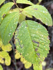 Stigmella anomalella