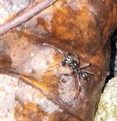 Odontomachus haematodus