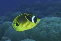 Chaetodon lunula