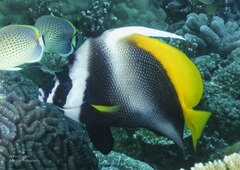 Heniochus singularius