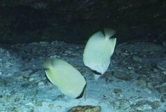 Chaetodon citrinellus