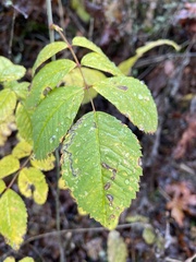 Stigmella anomalella