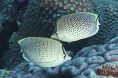 Chaetodon guttatissimus