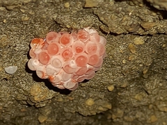 Pomacea canaliculata