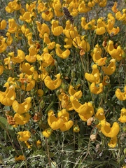Calceolaria polyrhiza