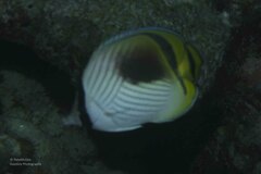 Chaetodon vagabundus