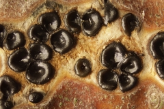 Quaternaria quaternata