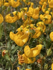 Calceolaria polyrhiza
