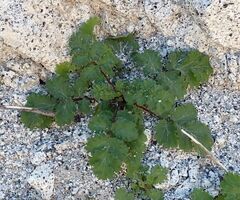 Phacelia pedicellata