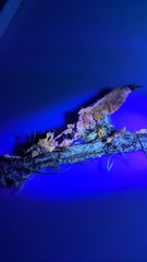 Haploporus