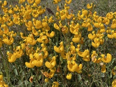 Calceolaria polyrhiza