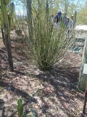Euphorbia rossiana